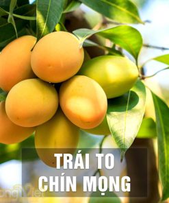 Xoài sấy dẻo Muối Ớt nguyên miếng - Đặc sản Nha Trang (200g)